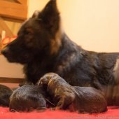 Chiots Edele-10