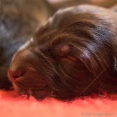 Chiots Edele-5