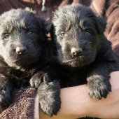 Chiots Edele 4eme semaine-1