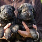 Chiots Edele 4eme semaine-11