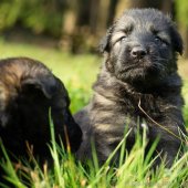 Chiots Edele 4eme semaine-13