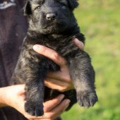Chiots Edele 4eme semaine-17