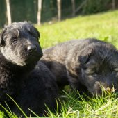 Chiots Edele 4eme semaine-5