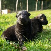 Chiots Edele 4eme semaine-7