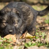 Chiots Edele 5 semaines et 5 jours-16