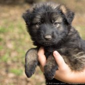 Chiots Edele 5 semaines et 5 jours-47
