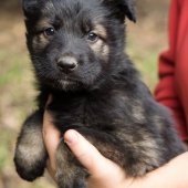 Chiots Edele 5 semaines et 5 jours-51