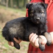 Chiots Edele 5 semaines et 5 jours-52