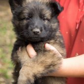 Chiots Edele 5 semaines et 5 jours-55