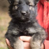 Chiots Edele 5 semaines et 5 jours-7