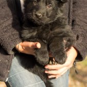 Chiots Edele 7 semaines-38
