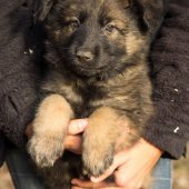 Chiots Edele 7 semaines-44