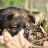Chiots Edele 7 semaines-46