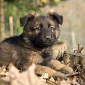 Chiots Edele 7 semaines-47