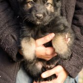 Chiots Edele 7 semaines-48