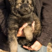 Chiots Edele 7 semaines-54
