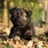 Chiots Edele 7 semaines-58