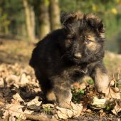 Chiots Edele 7 semaines-6