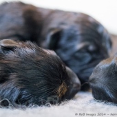 chiots-de-emine-1-semaine-8