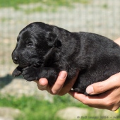 chiots-emine-2-semaines-et-2-jours-1