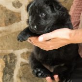 chiots-emine-4-semaines-1-sur-11