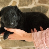 chiots-emine-4-semaines-3-sur-11