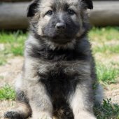 chiot-emine-6-semaines-et-demi-10-sur-13