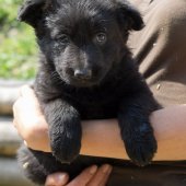 chiot-emine-6-semaines-et-demi-4-sur-13