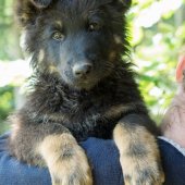 chiots-fiona-9-semaines-et-demi-4-sur-9