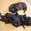 Chiots Alys Males-1