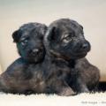 Chiots Alys Males-4