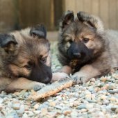 Chiots Emine-8