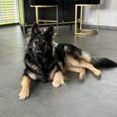 Sirius