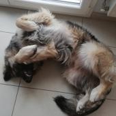 Helios