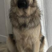 Taïka