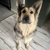 Taïga