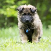 Athos