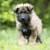 Athos