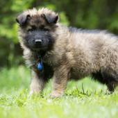 Athos