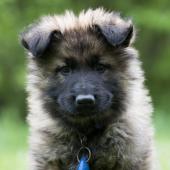 Athos