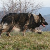 IMG_7323a