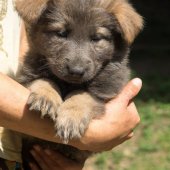 chiot-yanka-7eme-semaine-20