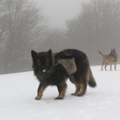 img_1813-custom