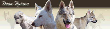 Mon autre site : berger blanc suisse et chien loup tchécoslovaque