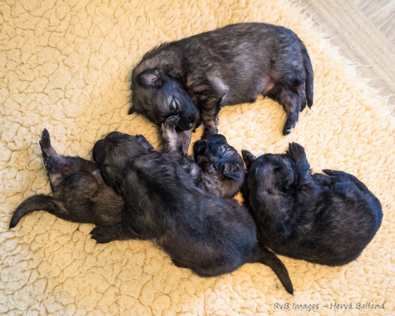 Chiots Alys Males-1