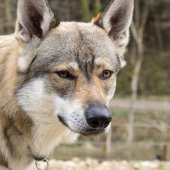 Rencontres chiens-7