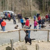 Rencontres chiens-8