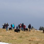 Rencontres chiens-39