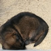 img_4098_edited-custom