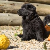 Chiots Yemen 5eme semaine-42